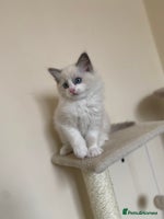 Ragdoll cats - Advert 4
