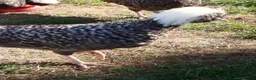 Chickens poultry for sale: Pekin frizzle, polish,silkie cockerels - Advert 5