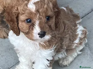 Cavapoo dogs Gorgeous Pretty F2 Cavapoo Puppies 🐾 - Advert 13