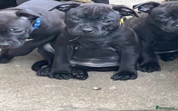 Staffordshire Bull Terrier dogs for sale: KC CHAMPION LINES STAFFORDSHIRE BULL TERRIER PUPS  - Image 8