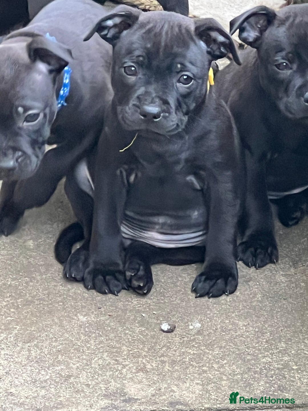 Staffordshire Bull Terrier dogs for sale: KC CHAMPION LINES STAFFORDSHIRE BULL TERRIER PUPS  - Image 8