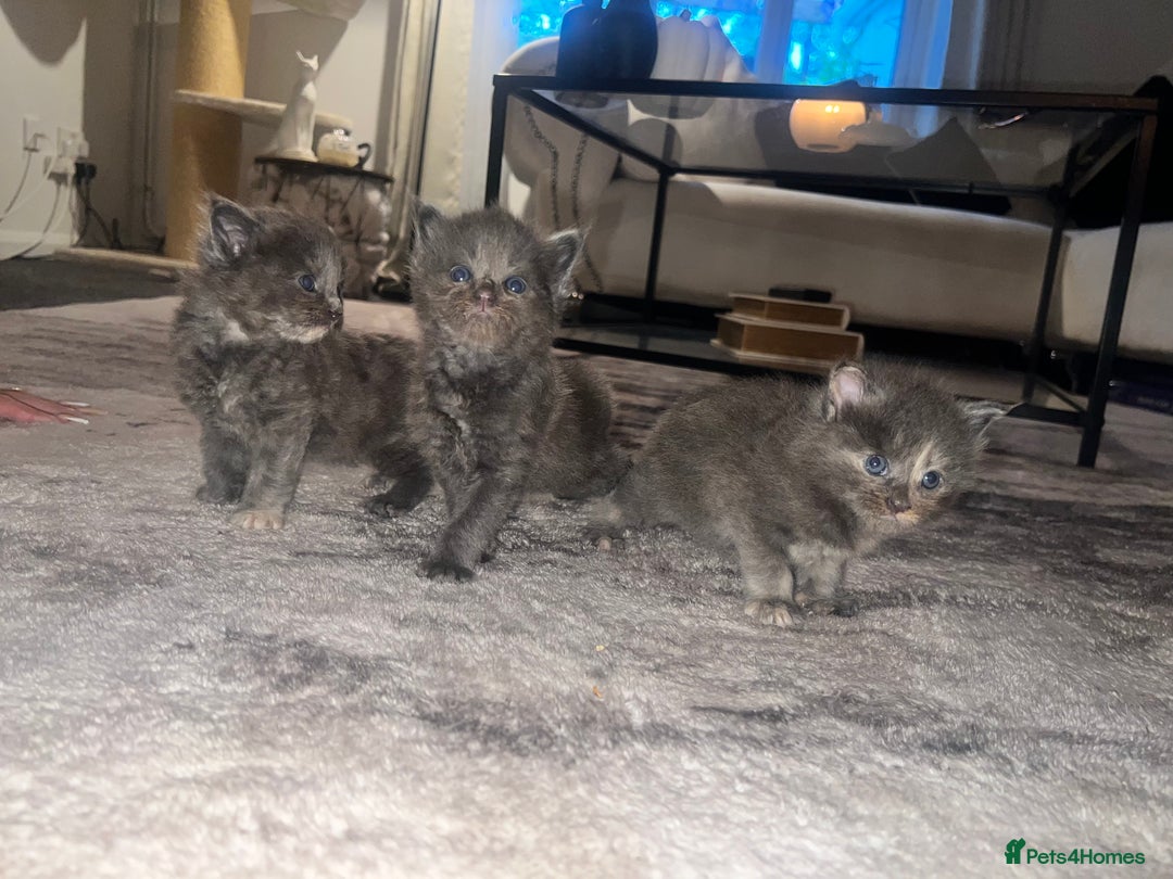 Maine Coon cats for sale: Main coon kittens  - Image 10