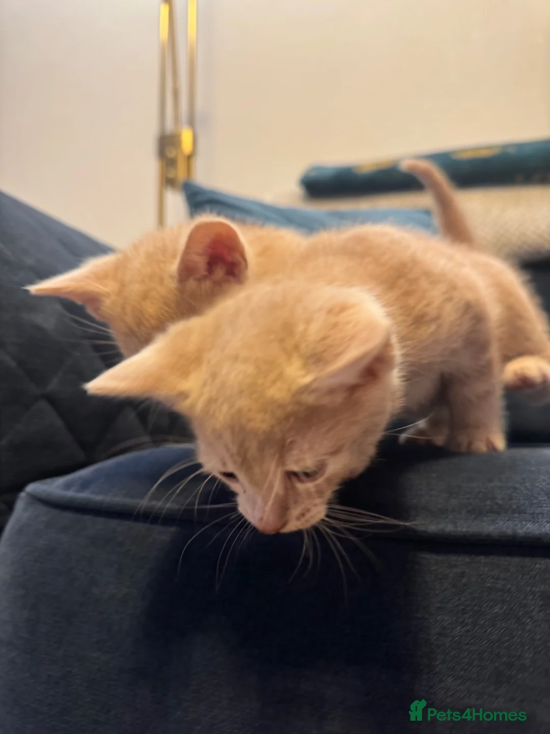 British Shorthair cats for sale: BSH Cream & Blue/Grey Kittens  - Advert 12