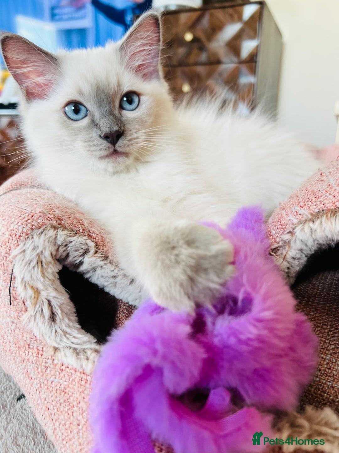 Ragdoll cats for sale: SILKY GCCF PEDIGREE RAGDOLL - Championline  in London - Image 36
