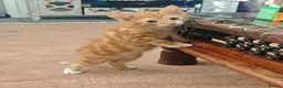 Mixed Breed cats for sale: Kitten - Advert 14