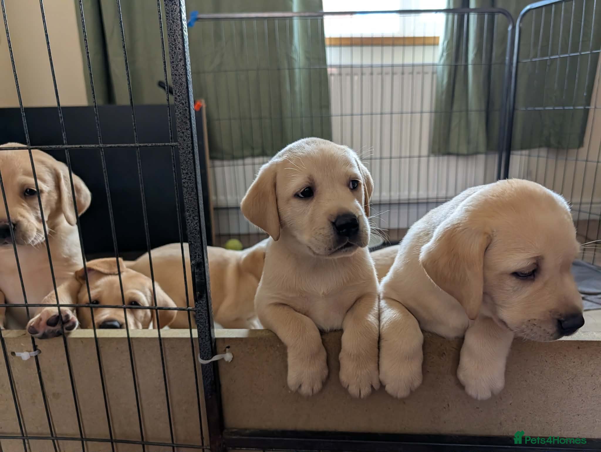 Labrador Retriever dogs KC Reg Yellow Labrador Puppies for sale  - Advert 1