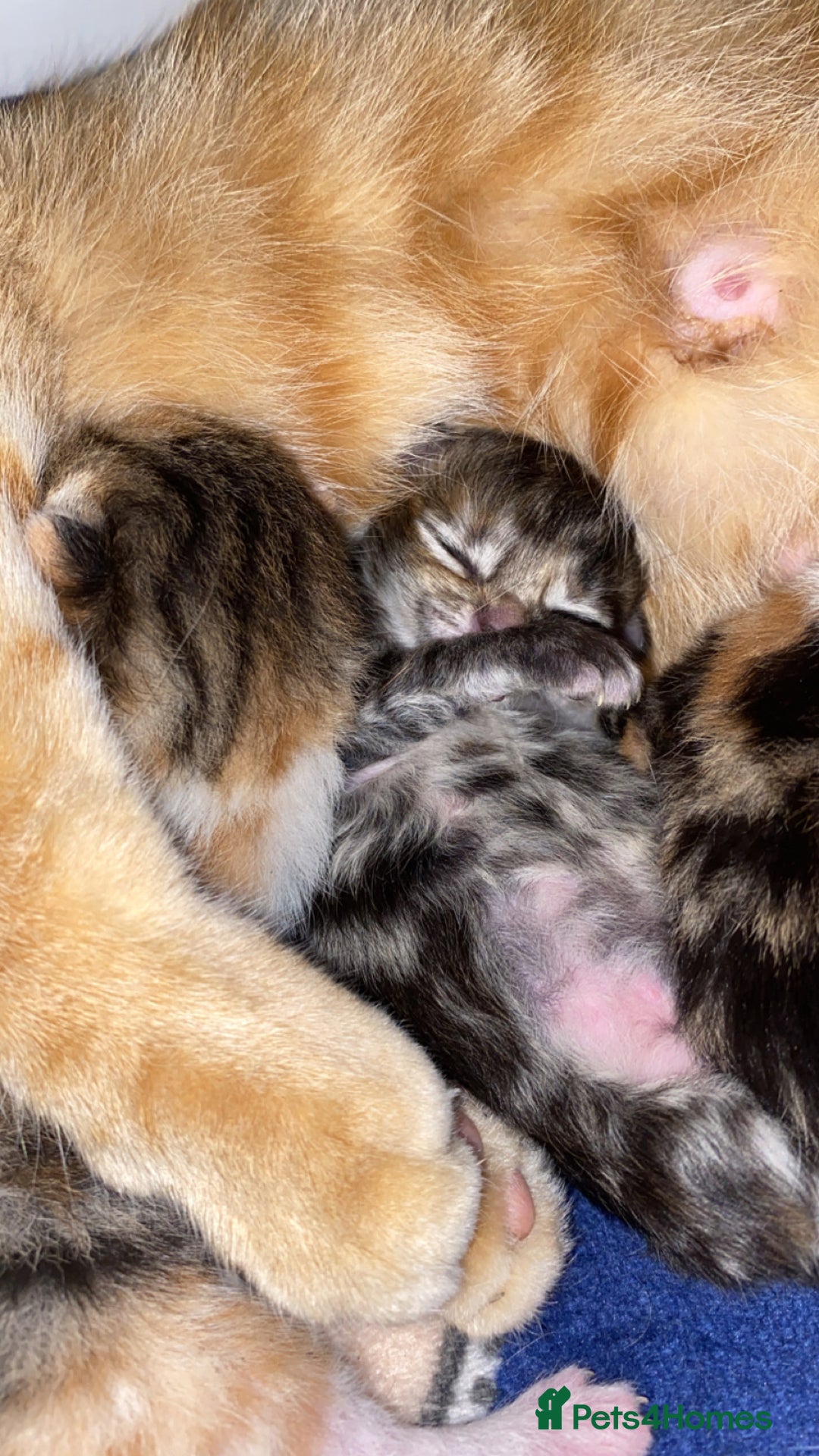 Mixed Breed cats for sale: Gorgeous Kittens Looking for Forever Homes Soon - Image 3