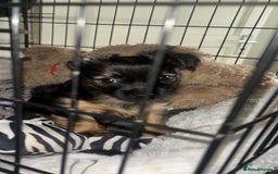 Yorkshire Terrier dogs for sale: Miss Jonson  - Image 1