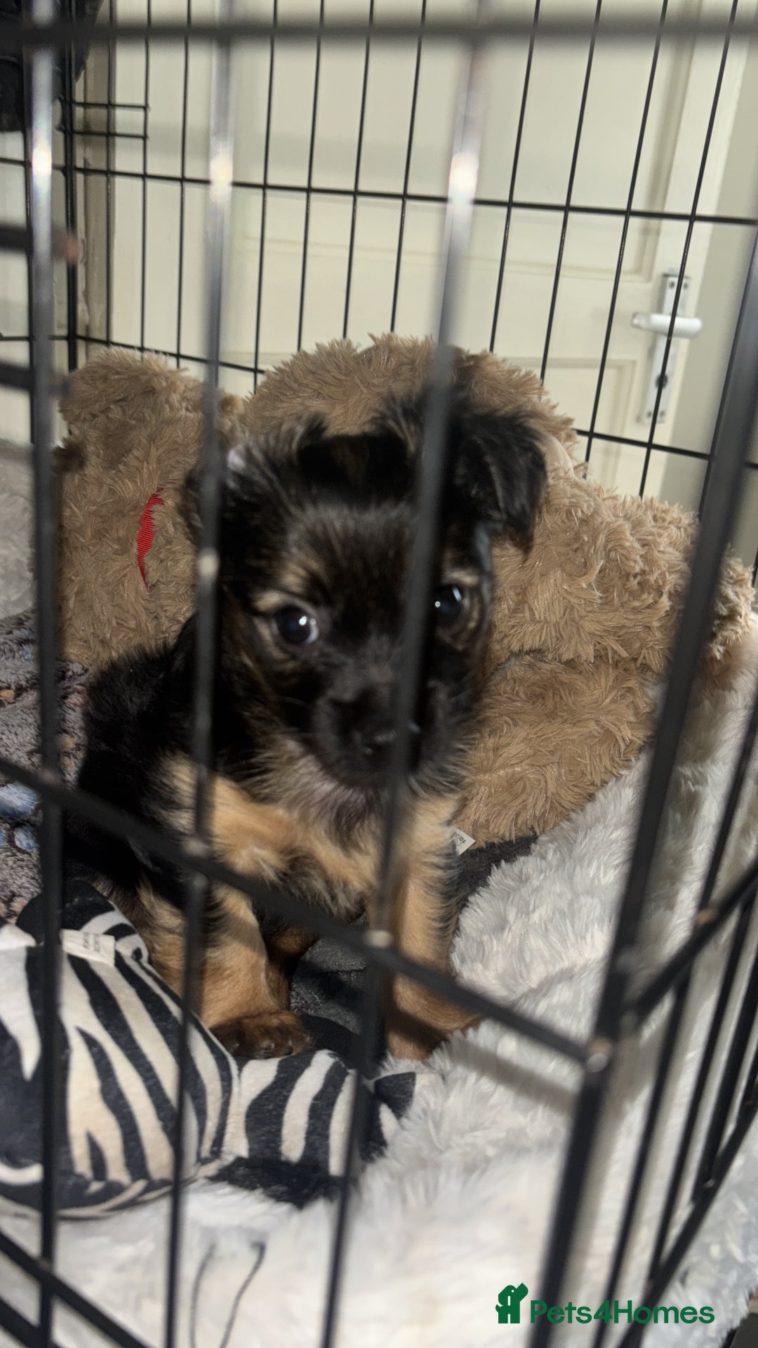 Yorkshire Terrier dogs for sale: Miss Jonson  - Image 1