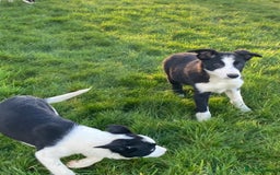 Border Collie dogs for sale: Border collie puppies  - Advert 9