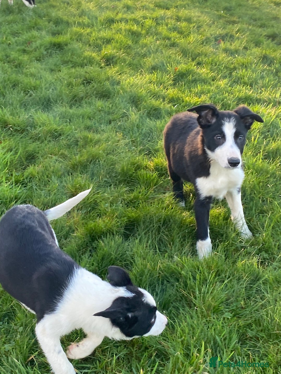 Border Collie dogs for sale: Border collie puppies  - Advert 9