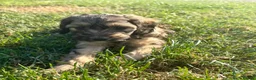 Cockapoo dogs for sale: Gorgeous F1 Cockapoo Puppies 🩷 - Advert 16