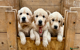 Golden Retriever dogs for sale: KC Reg Golden Retriever Puppies - Image 1