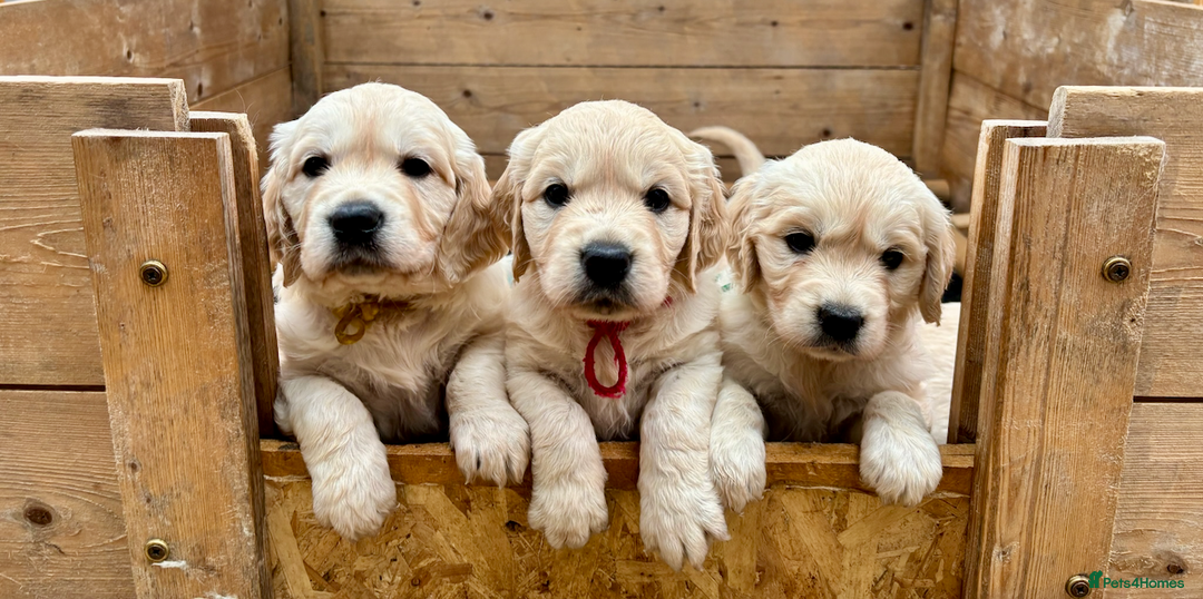 Golden Retriever dogs for sale: KC Reg Golden Retriever Puppies - Image 1