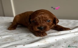 Cavapoo dogs for sale: Fully health tested Cavapoo 🐾🐶 - Image 5