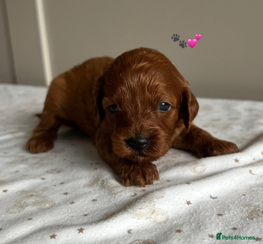 Cavapoo dogs for sale: Fully health tested Cavapoo 🐾🐶 - Image 5