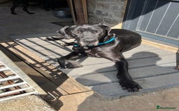 Great Dane dogs for sale: Great Dane pups our own 4th Generation  - Image 32