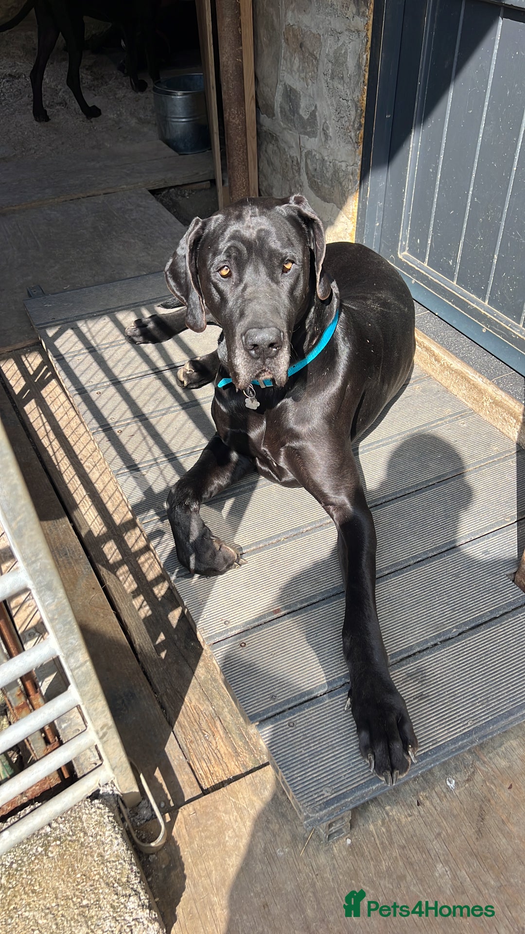 Great Dane dogs for sale: Great Dane pups our own 4th Generation  - Image 32