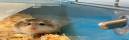 Hamster rodents for sale: Dwarf hamster in Dundee - Advert 2