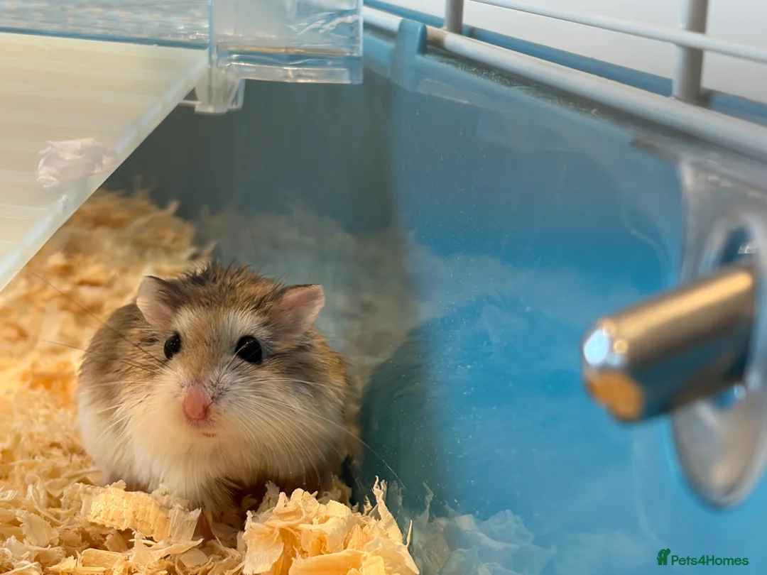 Hamster rodents for sale: Dwarf hamster in Dundee - Advert 2