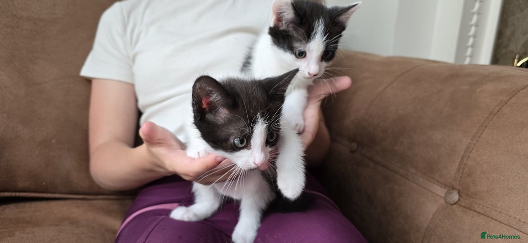 Mixed Breed cats for sale: Two cuties  - Image 4