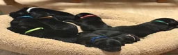 Labrador Retriever dogs for sale: KC Registered Black Labradors 🐾 in Guisborough - Advert 15