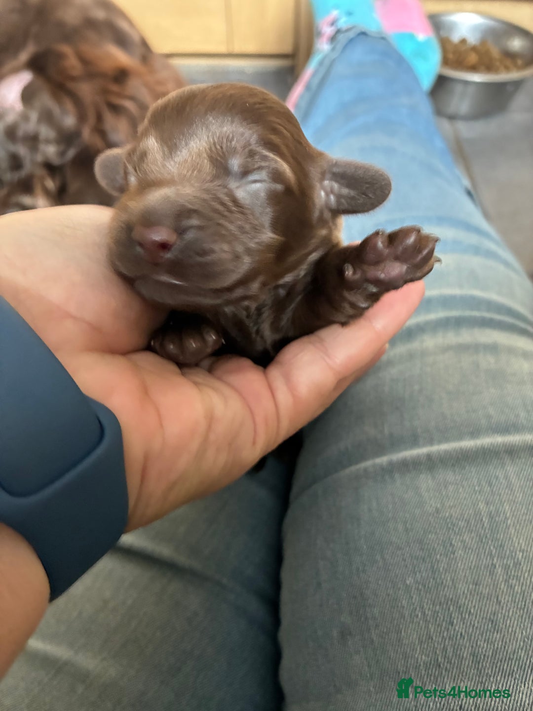 Cocker Spaniel dogs for sale: Beautiful, family cocker spaniels available - Image 14