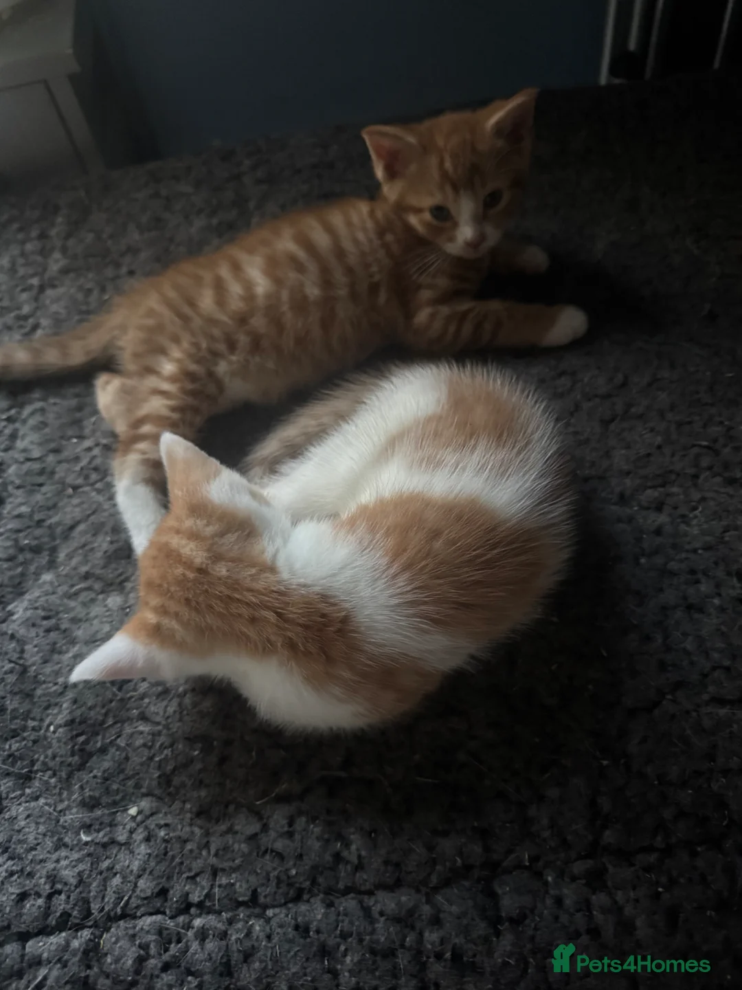 British Shorthair cats for sale: Last kitten  - Advert 5