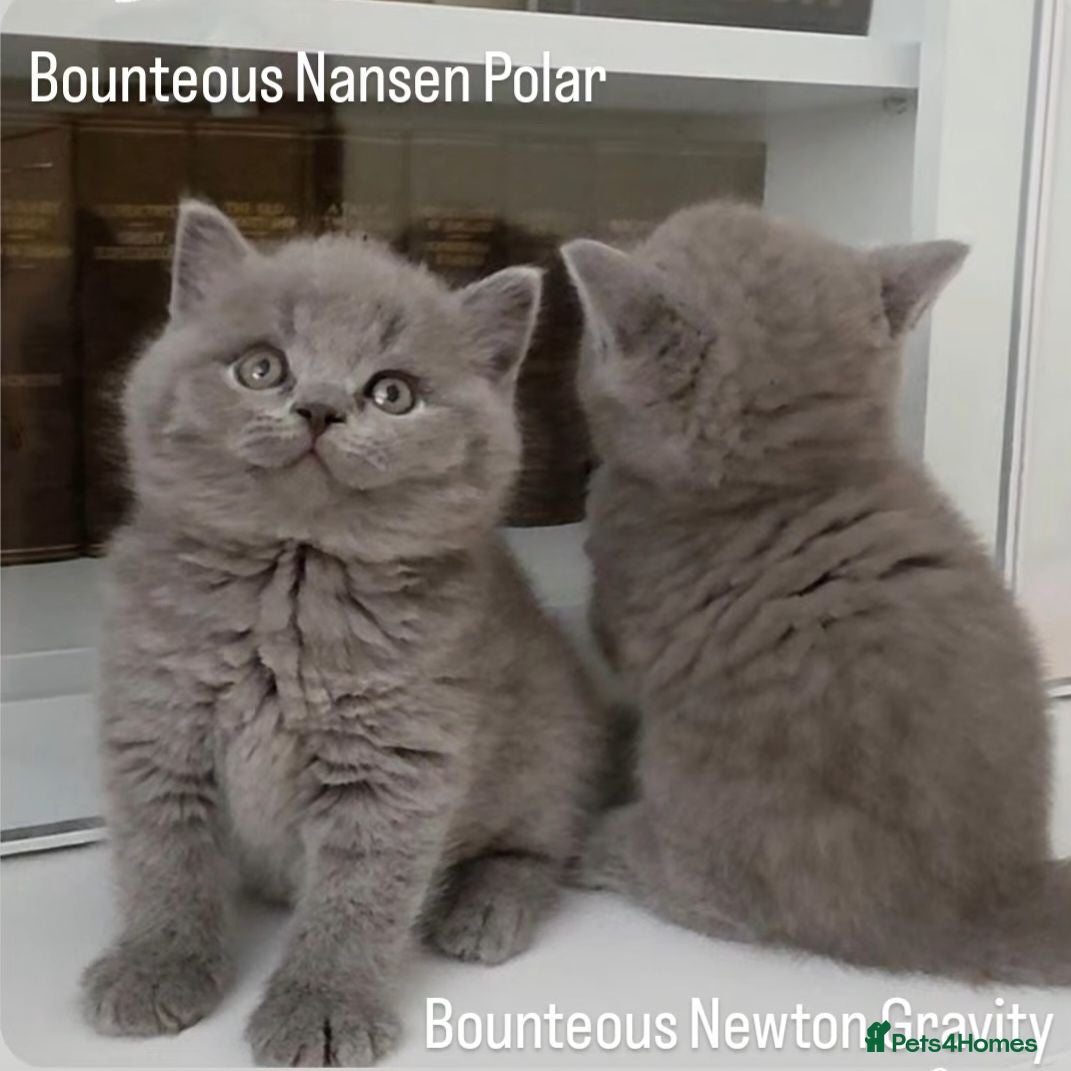 British Shorthair cats Exceptional Pedigree BSH Kittens - Advert 2
