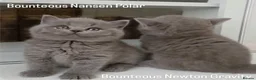 British Shorthair cats for sale: Exceptional Pedigree BSH Kittens - Advert 2