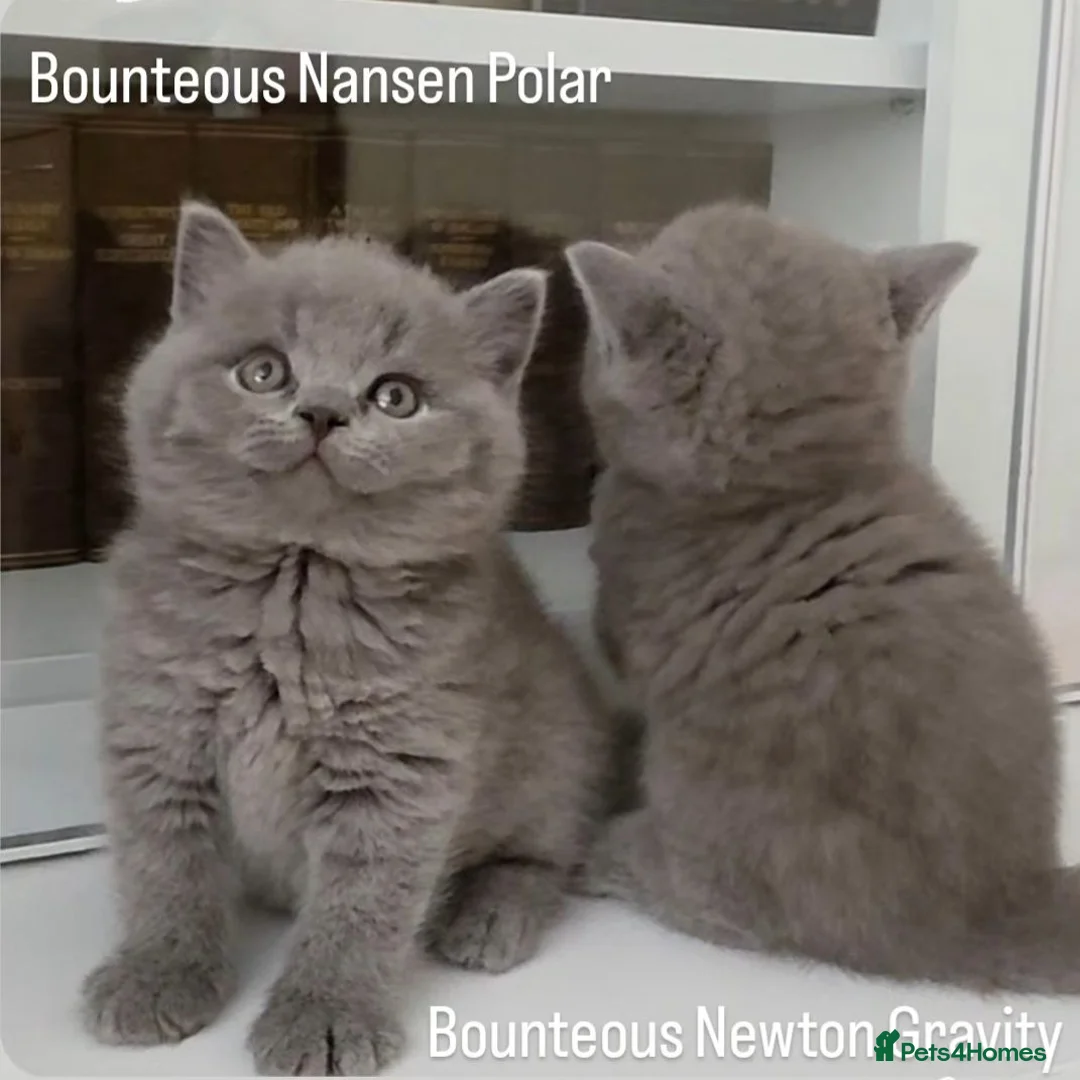 British Shorthair cats for sale: Exceptional Pedigree BSH Kittens - Advert 2
