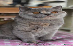 British Shorthair cats for sale:  Absolutely Beautiful BSH Champion Line kittens  - Image 27