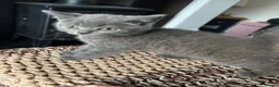 British Shorthair cats for sale: British shorthair  in Alfreton - Advert 8