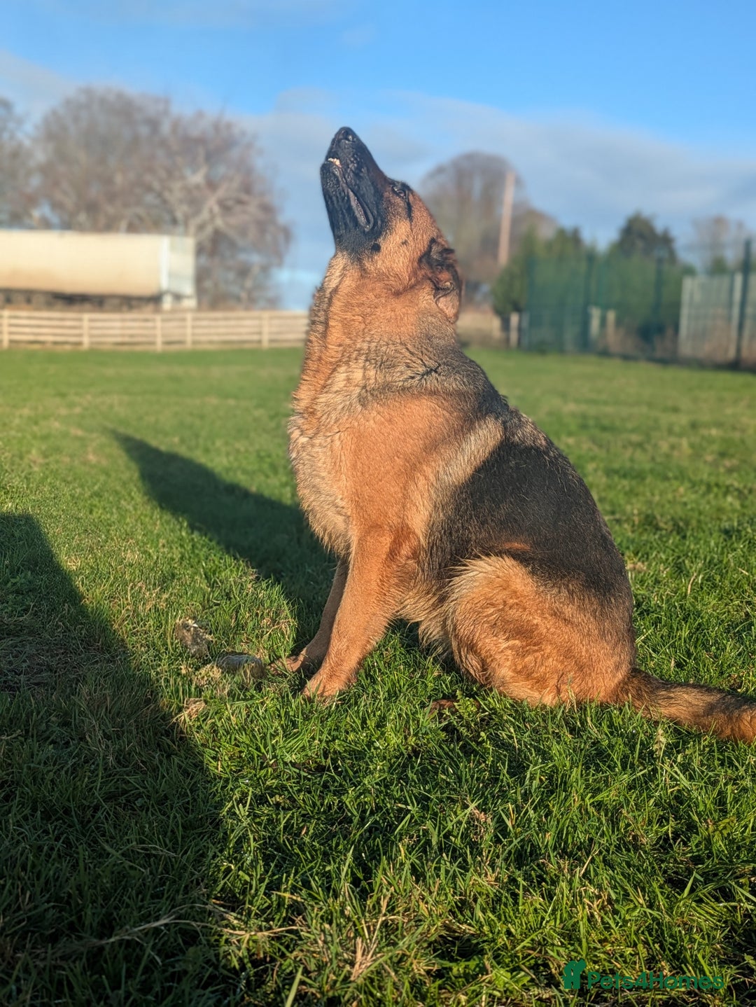 German Shepherd dogs for sale: Champion Bred, KC Health Tested Import Female - Advert 5