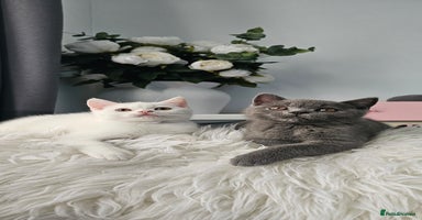 Scottish Fold cats - Advert 11