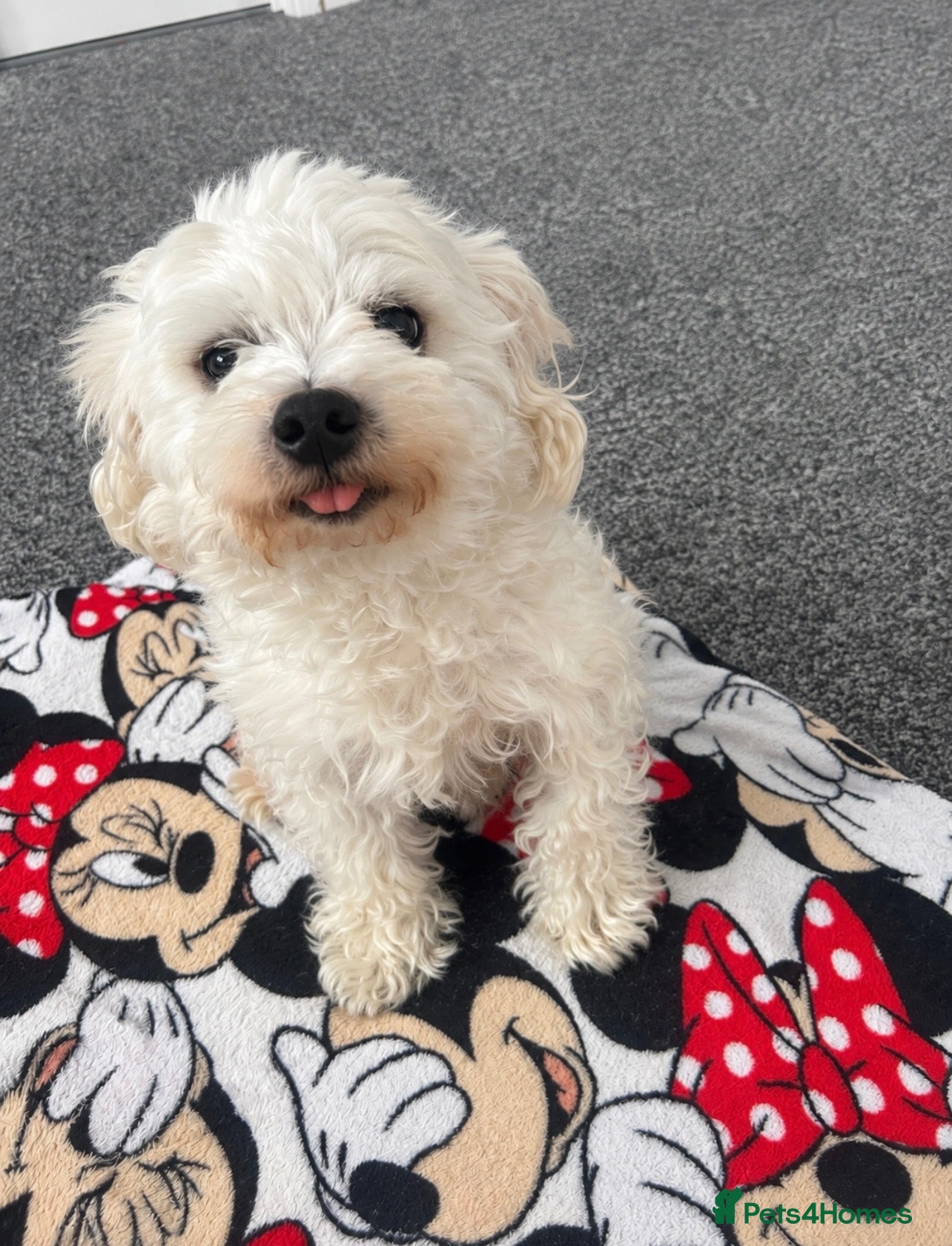 Bichon Frise dogs Pookie - Advert 13