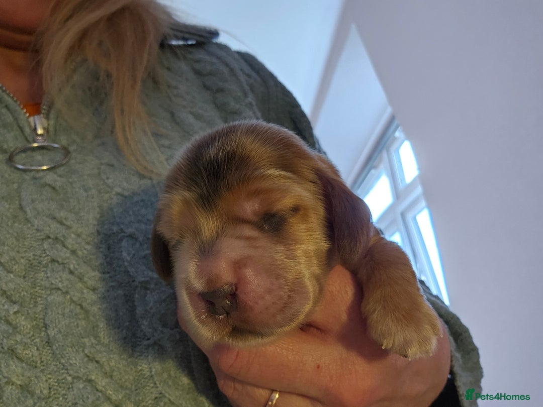 Cocker Spaniel dogs for sale: Health tested Boxing day show Cocker Spaniels   - Advert 9