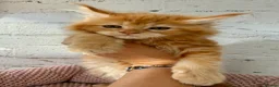 Maine Coon cats for sale: TICa reg 9 XXL Massive Red Kittens - Advert 18