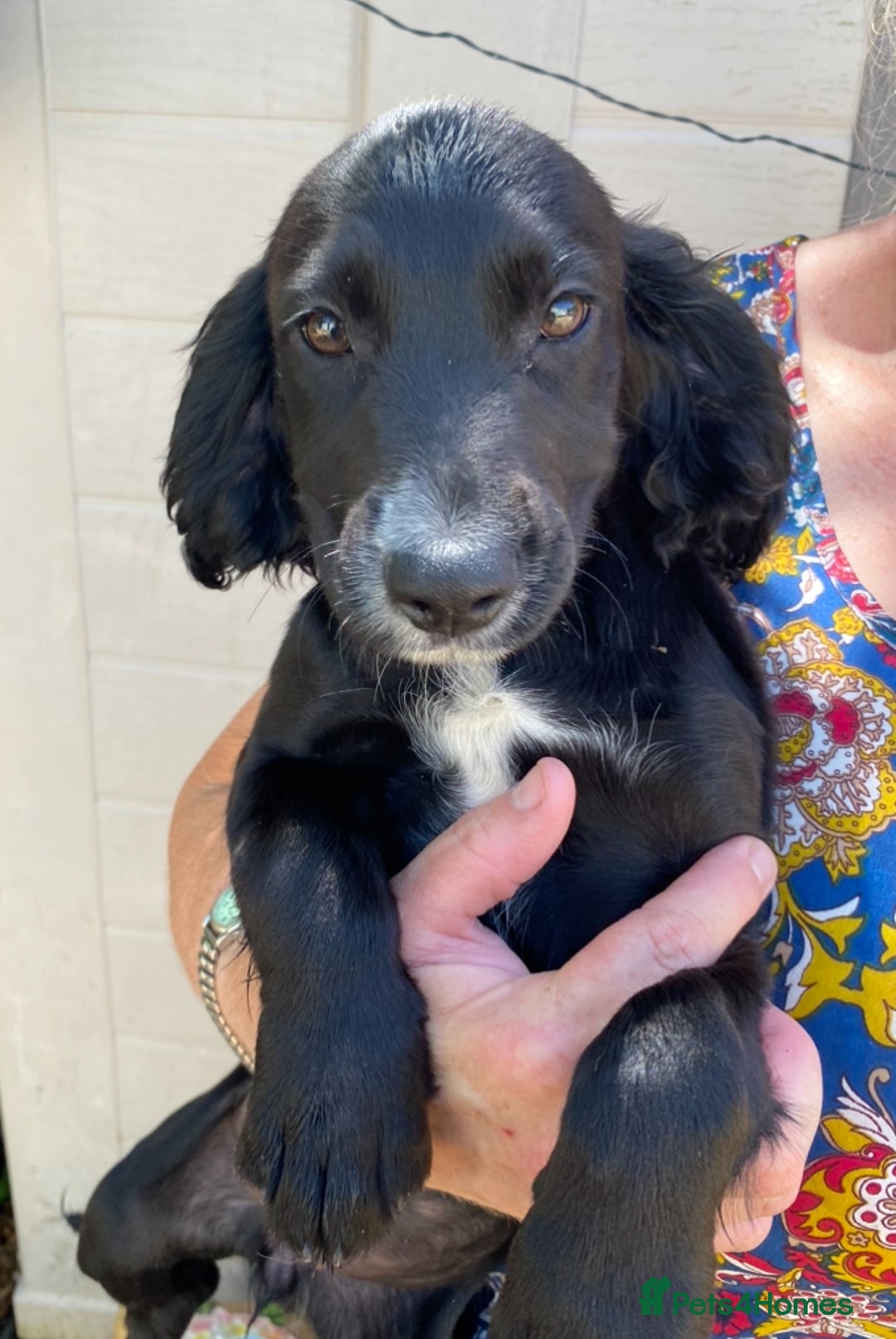 Sprocker dogs for sale: Beautiful sprocker spanials  - Image 13