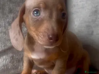 Miniature Dachshund dogs Miniature dachshund puppies - Advert 5