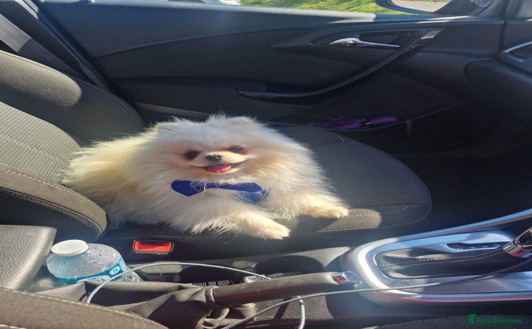 Pomeranian dogs - Advert 1