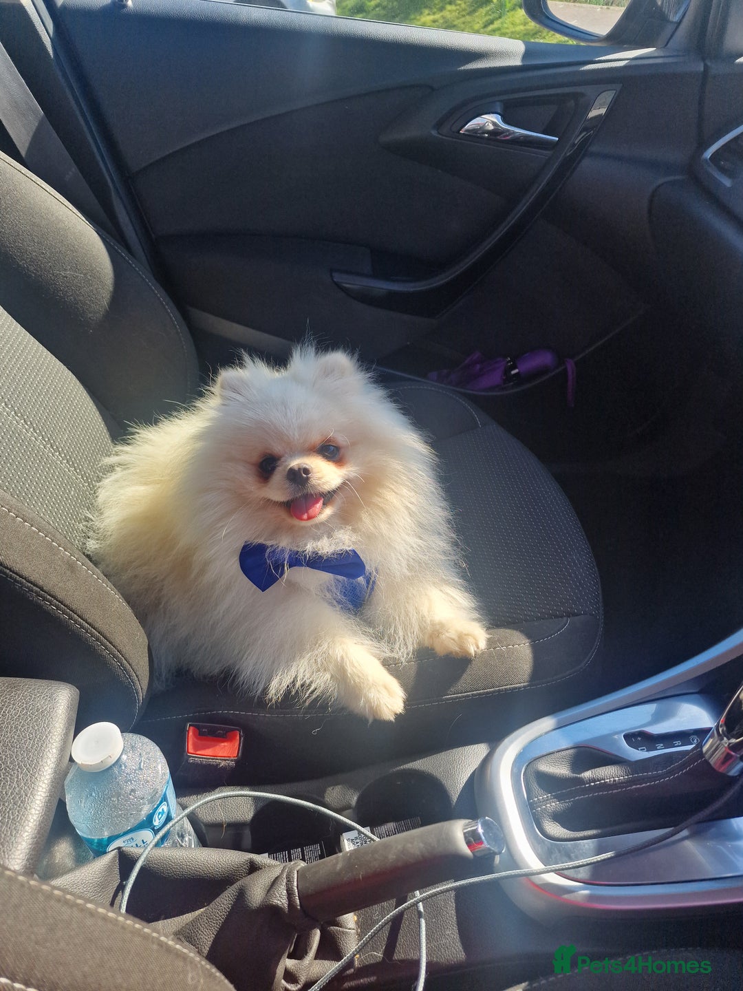 Pomeranian dogs for stud: Russian white stud (Monti muffins) - Image 1