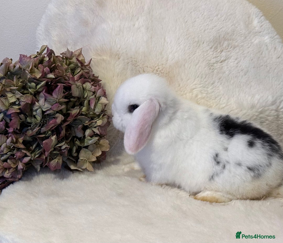 Mini Lop rabbits for sale: MiniLop Baby Boy ready now  - Advert 5