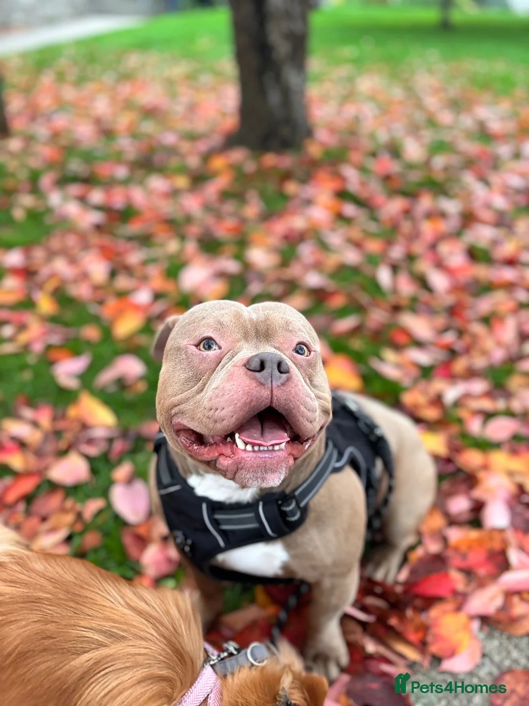 American Bully dogs for sale: Pure bread pocket bully  - Advert 2