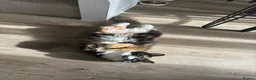 British Longhair cats for sale: Calico female cat for sale  - Advert 2