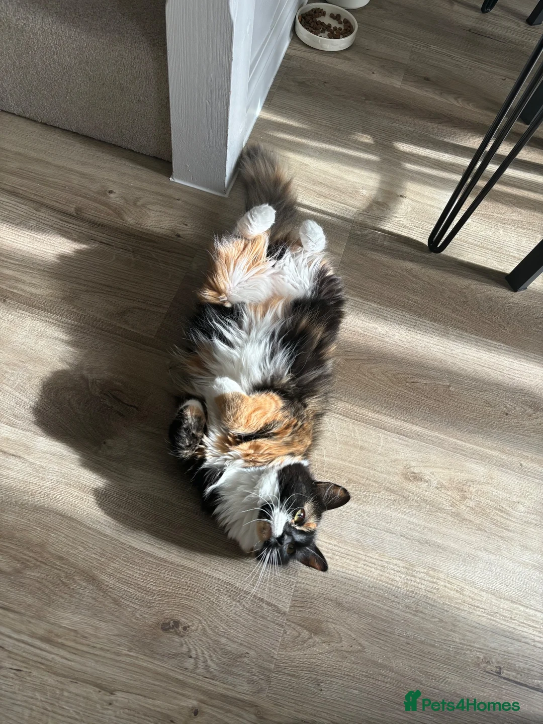 British Longhair cats for sale: Calico female cat for sale  - Advert 2