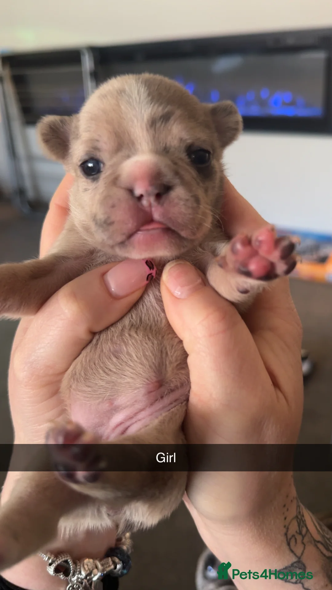 French Bulldog dogs for sale: Litter of 6 raised by a family with children  - Advert 8