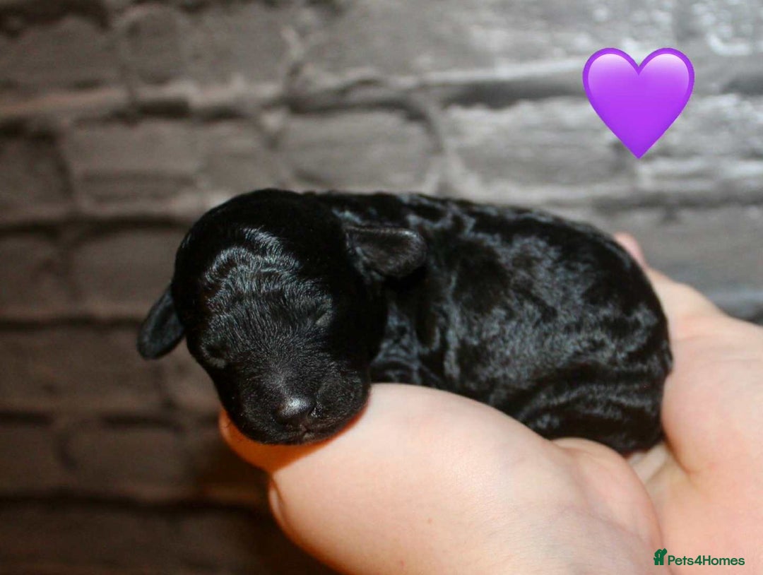 Cockapoo dogs for sale: Health tested Asian toy Cockapoo puppies  - Image 9