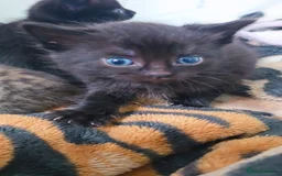 Mixed Breed cats for sale: 3 Black Grey Stripped Kittens For Sale - Image 12