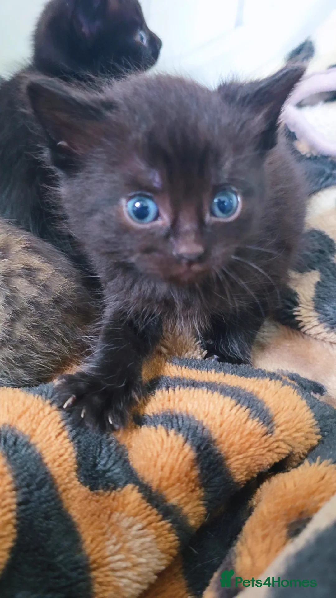 Mixed Breed cats for sale: 3 Black Grey Stripped Kittens For Sale - Image 12